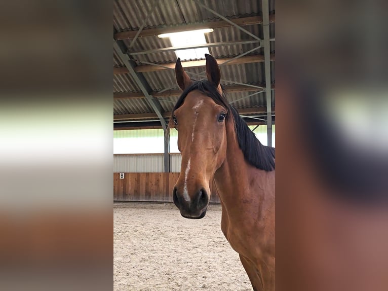 Lettisches Warmblut Wallach 3 Jahre 170 cm Hellbrauner in Hulten