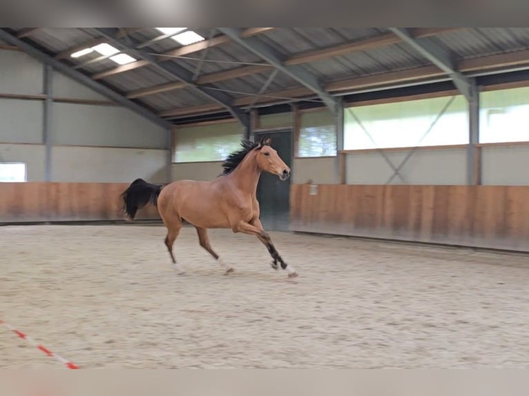 Lettisches Warmblut Wallach 3 Jahre 170 cm Hellbrauner in Hulten