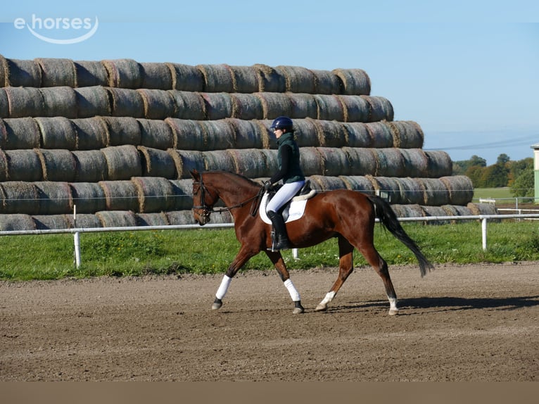 Lettisches Warmblut Wallach 4 Jahre 166 cm Brauner in Ganschow
