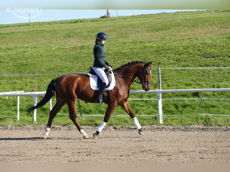 Lettisches Warmblut Wallach 4 Jahre 166 cm Brauner in Ganschow