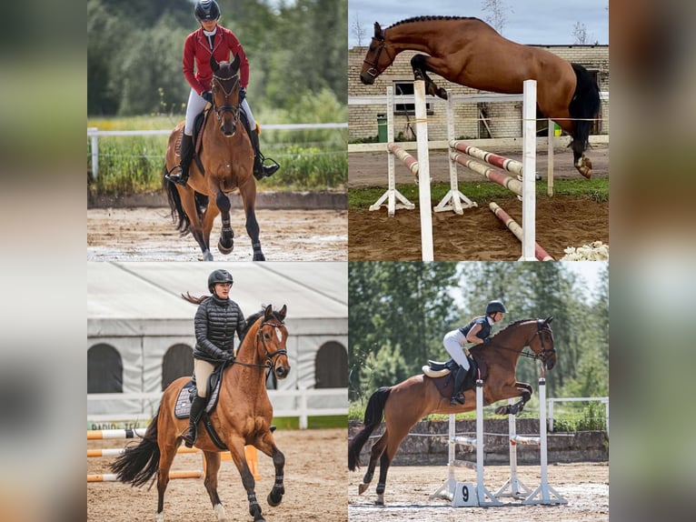 Lettisches Warmblut Wallach 4 Jahre 166 cm Rotbrauner in Sigulda