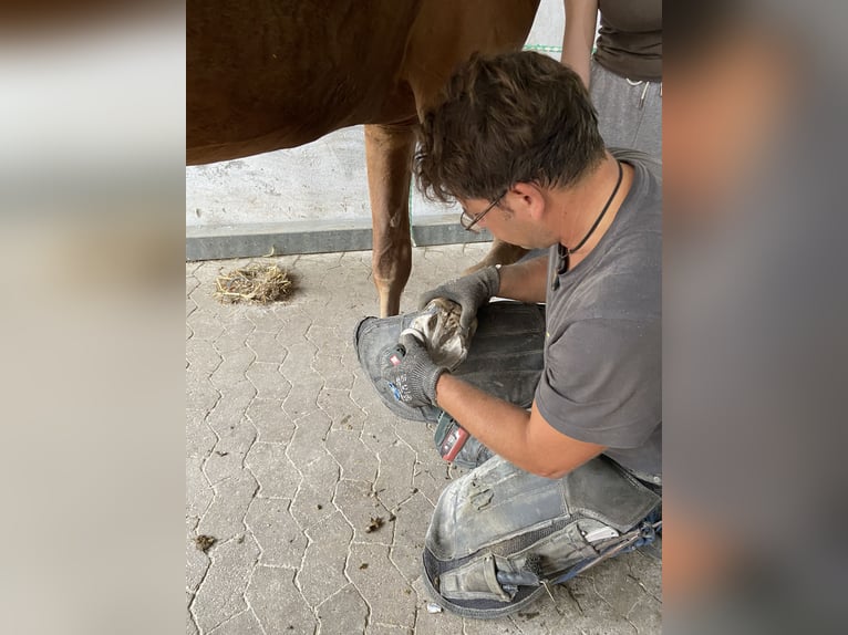 Lettisches Warmblut Wallach 4 Jahre 169 cm Fuchs in Genderkingen