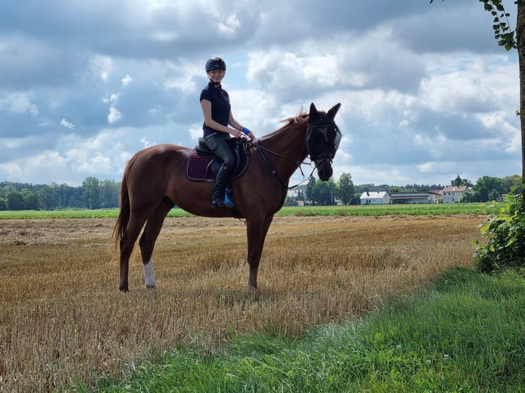 Lettisches Warmblut Wallach 4 Jahre 169 cm Fuchs in Genderkingen