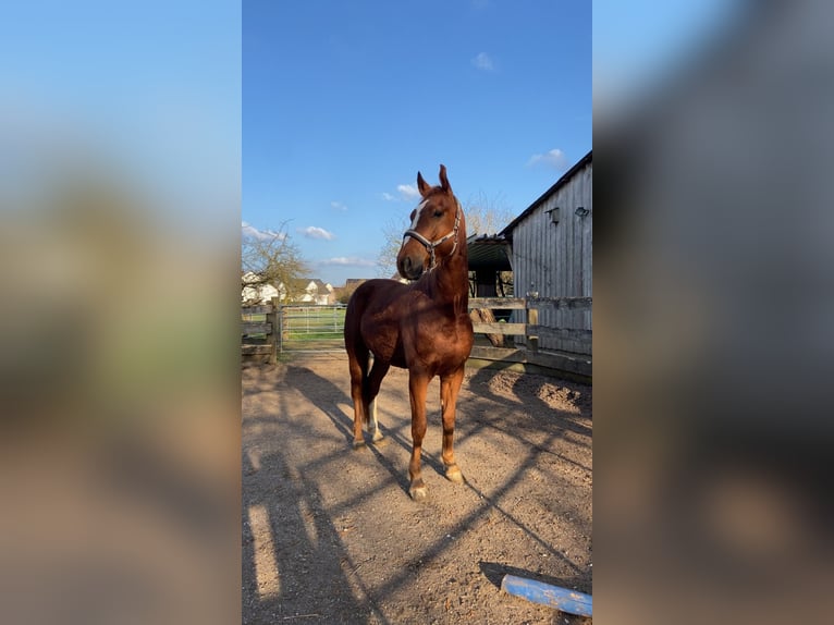 Lettisches Warmblut Wallach 4 Jahre 169 cm Fuchs in Genderkingen