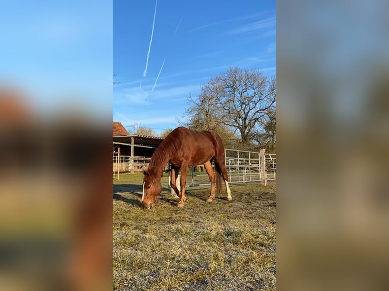 Lettisches Warmblut Wallach 4 Jahre 169 cm Fuchs in Genderkingen