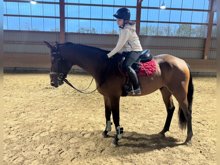 Lettisches Warmblut Wallach 4 Jahre 170 cm Brauner in Ganschow
