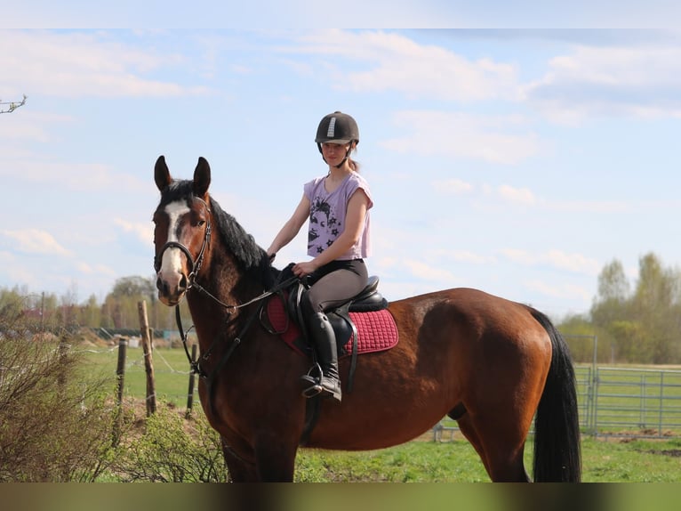 Lettisches Warmblut Wallach 4 Jahre 170 cm Rotbrauner in Ropazi