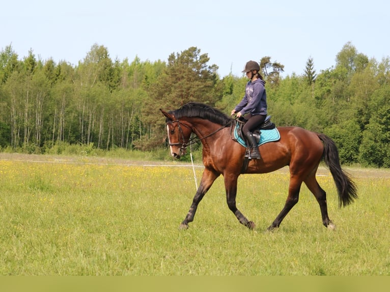 Lettisches Warmblut Wallach 4 Jahre 170 cm Rotbrauner in Ropazi