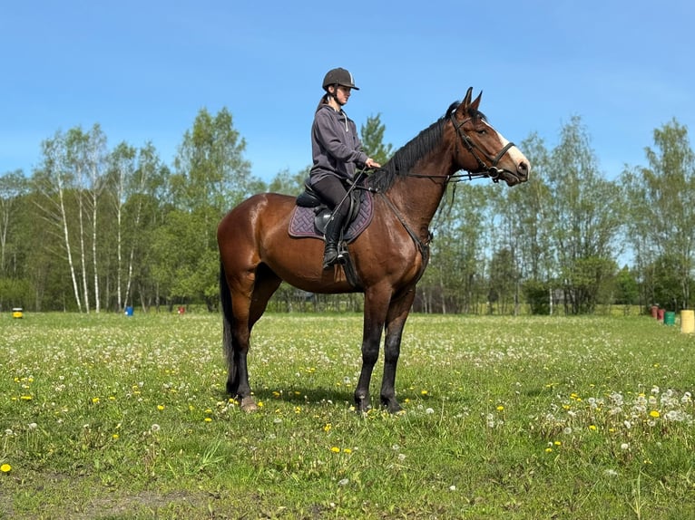 Lettisches Warmblut Wallach 4 Jahre 170 cm Rotbrauner in Ropazi