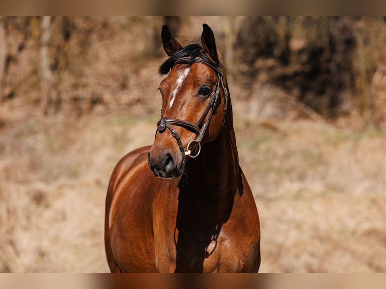 Lettisches Warmblut Wallach 5 Jahre 160 cm Rotbrauner in Vilnius