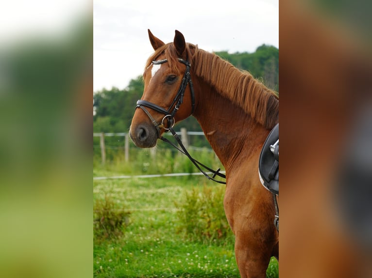Lettisches Warmblut Wallach 5 Jahre 165 cm Fuchs in N&#xFC;mbrecht