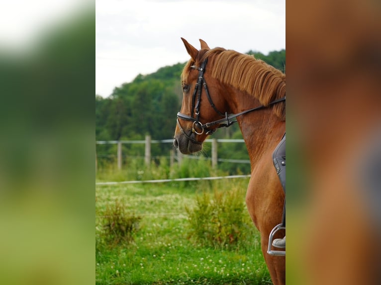 Lettisches Warmblut Wallach 5 Jahre 165 cm Fuchs in N&#xFC;mbrecht