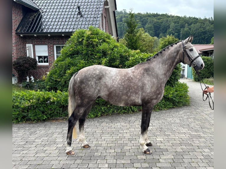 Lettisches Warmblut Wallach 5 Jahre 166 cm Apfelschimmel in W&#xE4;chtersbach
