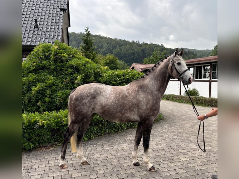 Lettisches Warmblut Wallach 5 Jahre 166 cm Apfelschimmel in W&#xE4;chtersbach