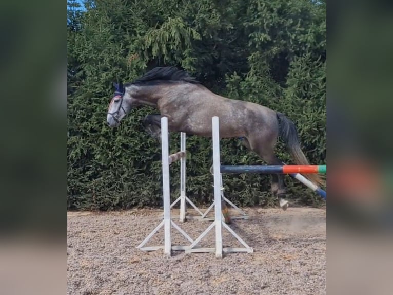 Lettisches Warmblut Mix Wallach 5 Jahre 168 cm Schimmel in Grybėnai