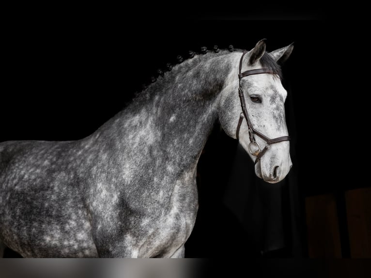 Lettisches Warmblut Mix Wallach 5 Jahre 168 cm Schimmel in Grybėnai