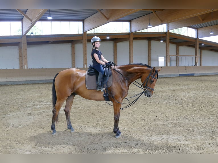 Lettisches Warmblut Wallach 5 Jahre 169 cm Brauner in Ganschow