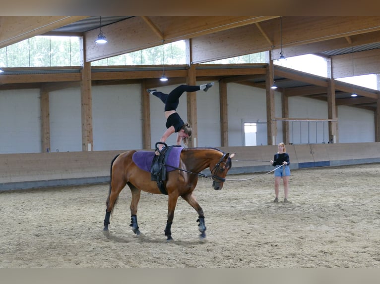 Lettisches Warmblut Wallach 5 Jahre 169 cm Brauner in Ganschow