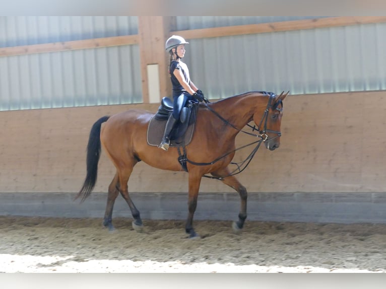 Lettisches Warmblut Wallach 5 Jahre 169 cm Brauner in Ganschow