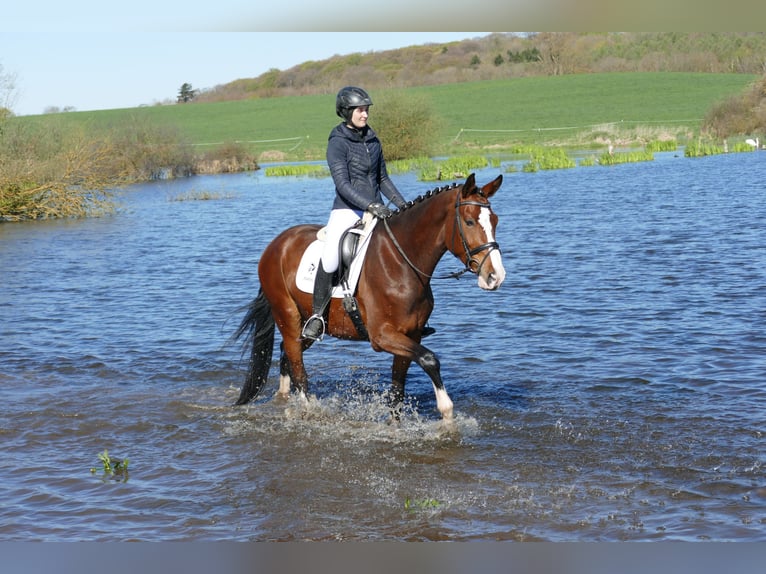 Lettisches Warmblut Wallach 5 Jahre 170 cm Brauner in Ganschow