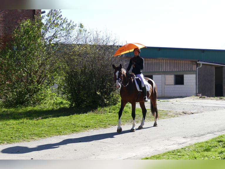 Lettisches Warmblut Wallach 5 Jahre 170 cm Brauner in Ganschow
