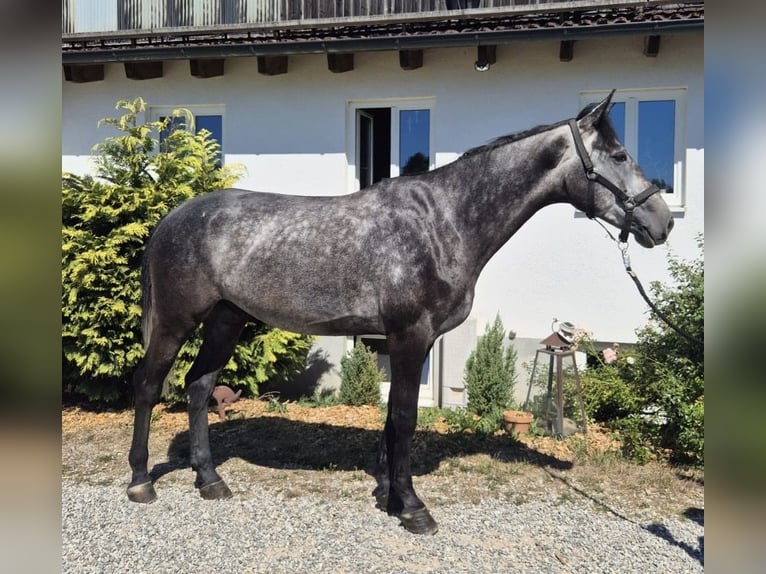 Lettisches Warmblut Wallach 5 Jahre 174 cm Schimmel in Deisenhausen