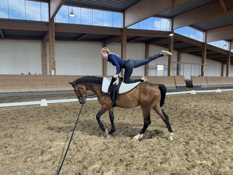 Lettisches Warmblut Wallach 6 Jahre 160 cm Brauner in Ganschow