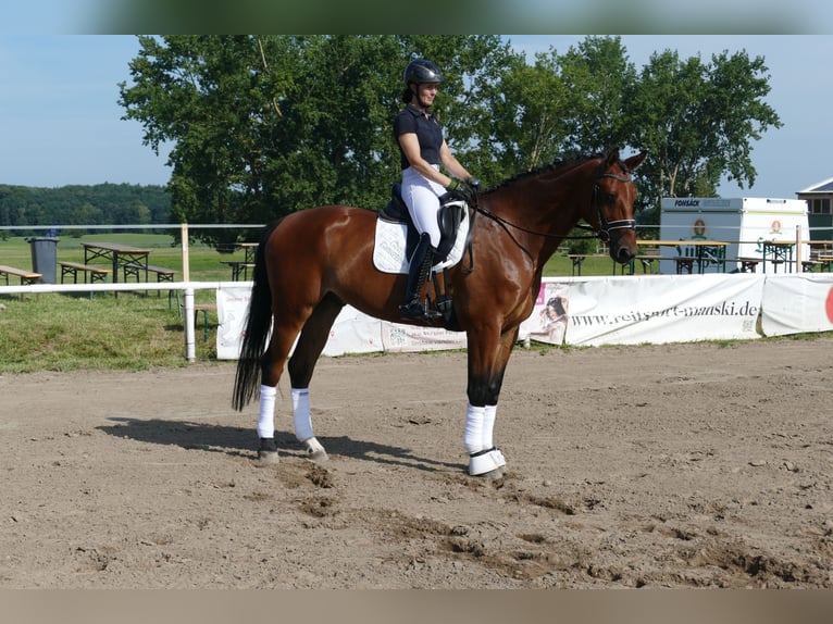 Lettisches Warmblut Wallach 6 Jahre 174 cm Brauner in Ganschow