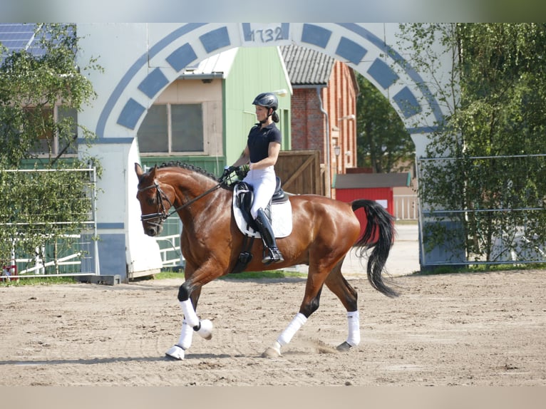 Lettisches Warmblut Wallach 6 Jahre 174 cm Brauner in Ganschow