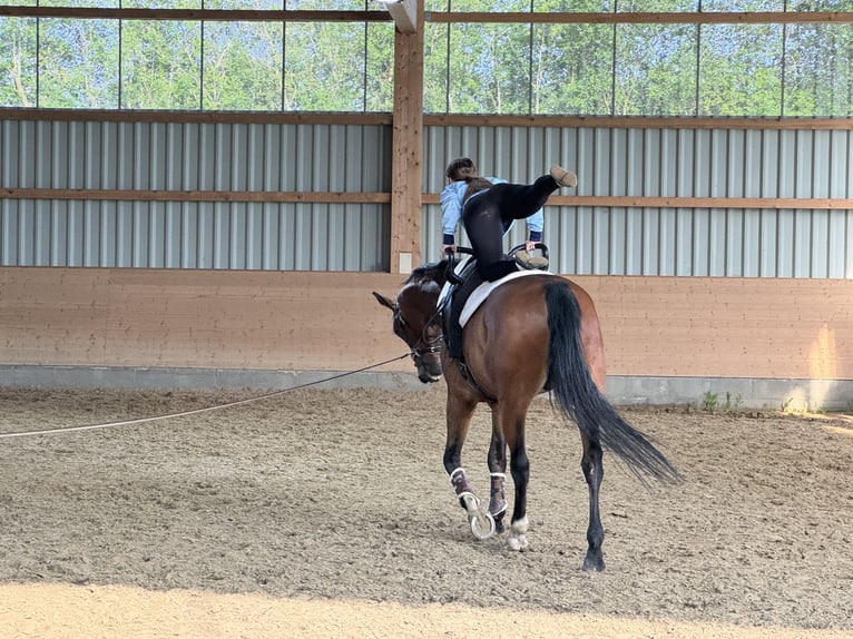 Lettisches Warmblut Wallach 6 Jahre 174 cm Brauner in Ganschow