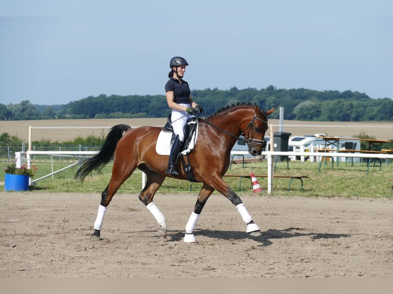 Lettisches Warmblut Wallach 6 Jahre 174 cm Brauner in Ganschow
