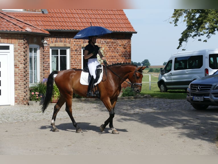 Lettisches Warmblut Wallach 6 Jahre 174 cm Brauner in Ganschow
