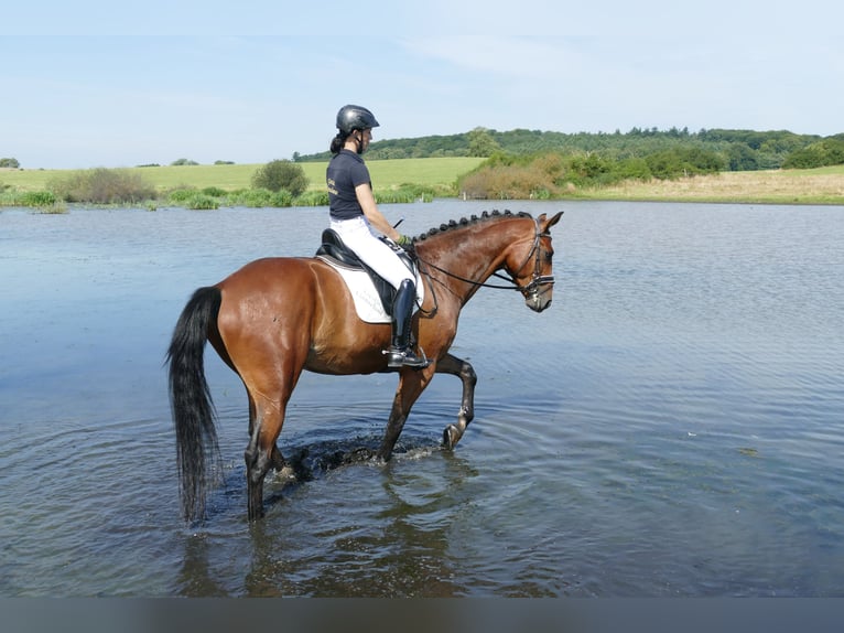 Lettisches Warmblut Wallach 6 Jahre 174 cm Brauner in Ganschow