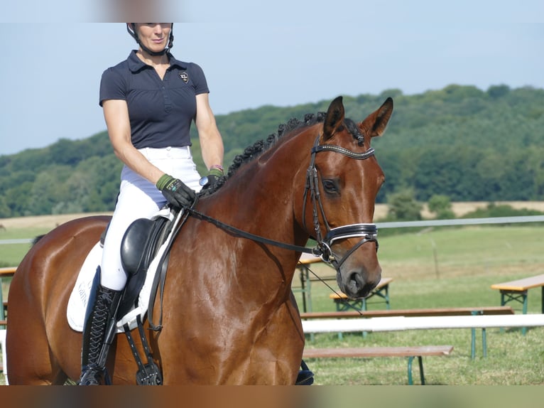 Lettisches Warmblut Wallach 6 Jahre 174 cm Brauner in Ganschow