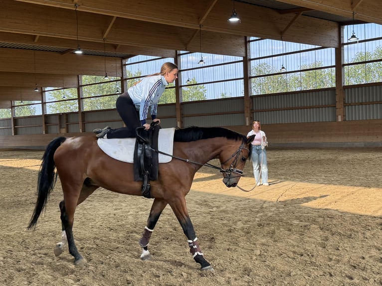 Lettisches Warmblut Wallach 6 Jahre 174 cm Brauner in Ganschow