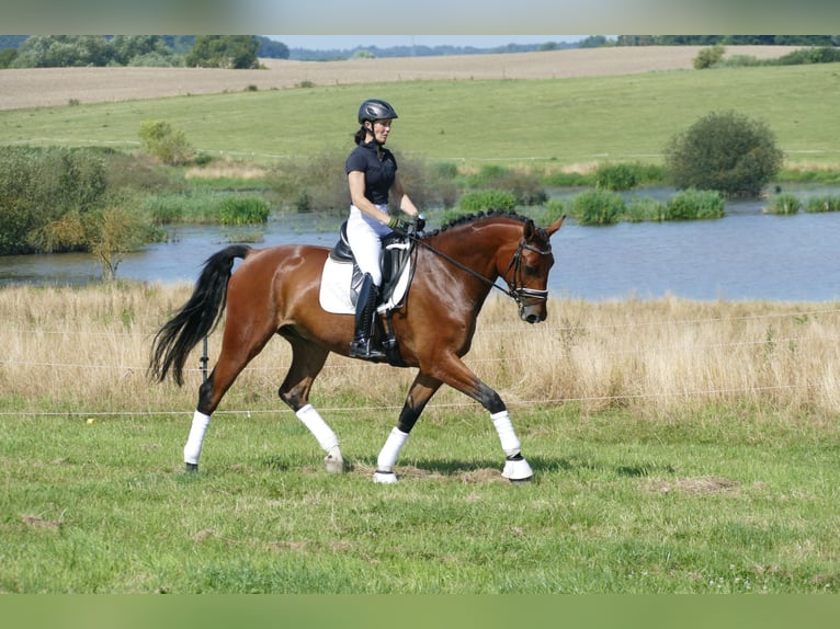 Lettisches Warmblut Wallach 6 Jahre 174 cm Brauner in Ganschow