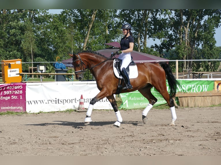 Lettisches Warmblut Wallach 6 Jahre 174 cm Brauner in Ganschow