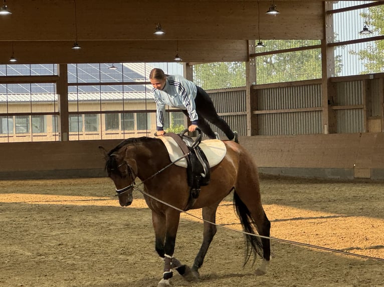 Lettisches Warmblut Wallach 6 Jahre 174 cm Brauner in Ganschow