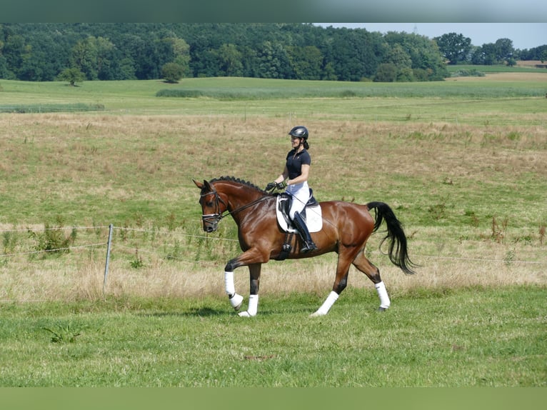 Lettisches Warmblut Wallach 6 Jahre 174 cm Brauner in Ganschow