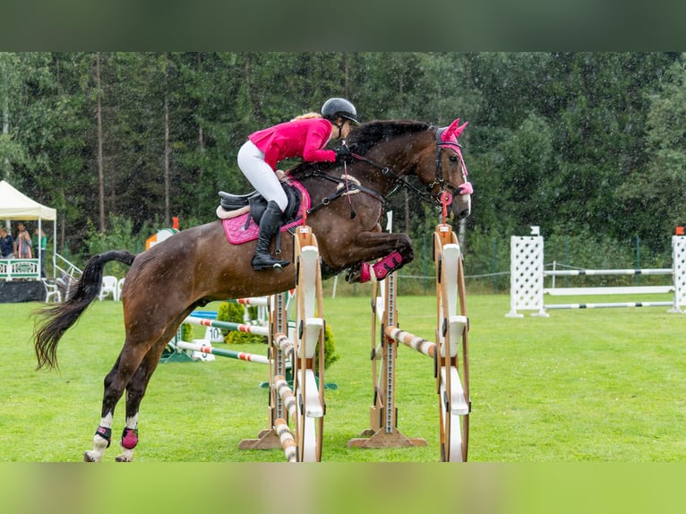 Lettisches Warmblut Wallach 6 Jahre 175 cm Dunkelbrauner in Grobina