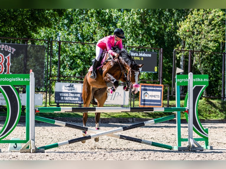 Lettisches Warmblut Wallach 6 Jahre 175 cm Dunkelbrauner in Grobina