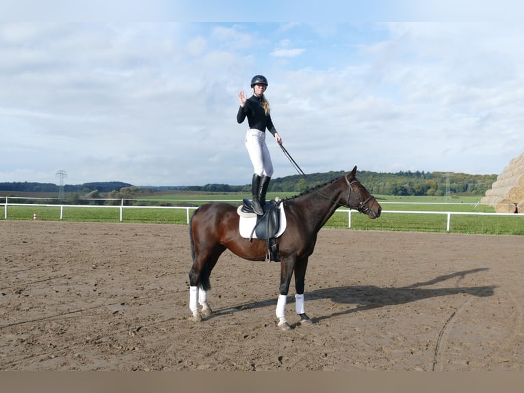 Lettisches Warmblut Wallach 7 Jahre 168 cm Dunkelbrauner in Ganschow