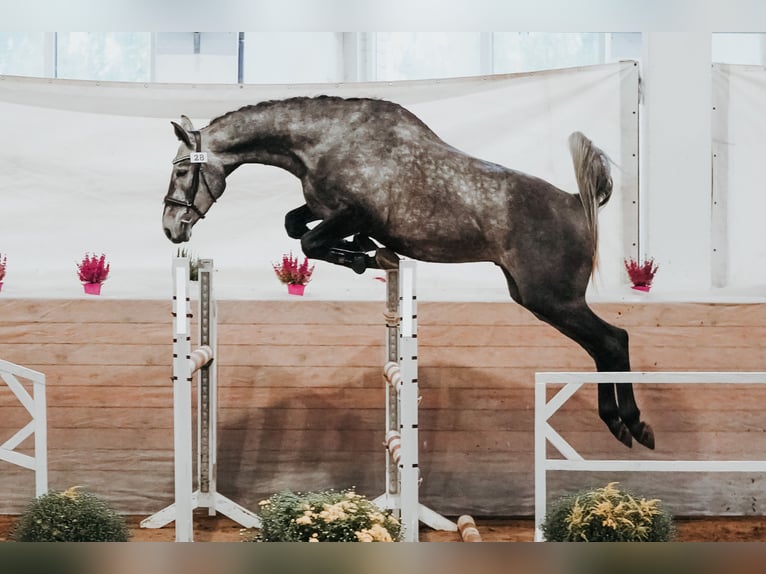 Lettisches Warmblut Wallach 7 Jahre 168 cm Schimmel in Ogre