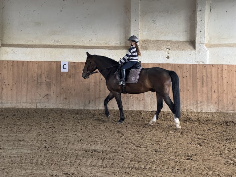 Lettisches Warmblut Wallach 8 Jahre 160 cm Dunkelbrauner in Ganschow