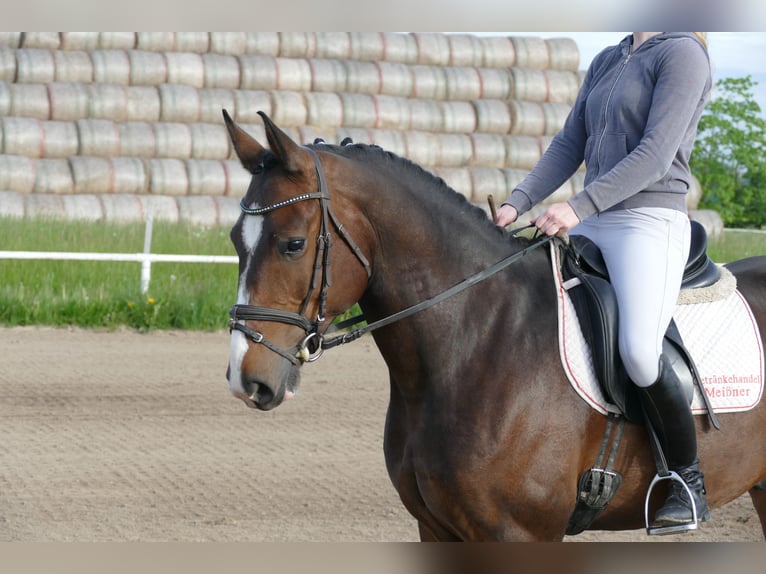 Lettisches Warmblut Wallach 8 Jahre 160 cm Dunkelbrauner in Ganschow