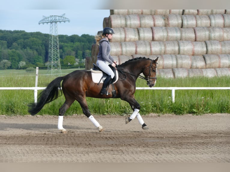 Lettisches Warmblut Wallach 8 Jahre 160 cm Dunkelbrauner in Ganschow