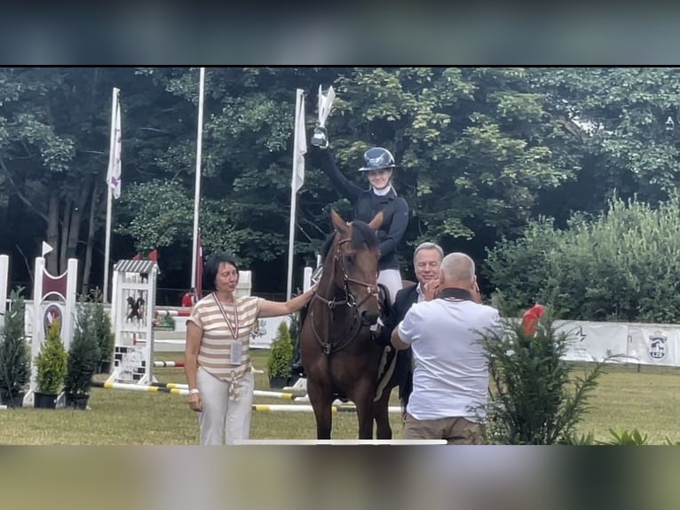 Lettisches Warmblut Wallach 8 Jahre 164 cm Brauner in Valdlauci