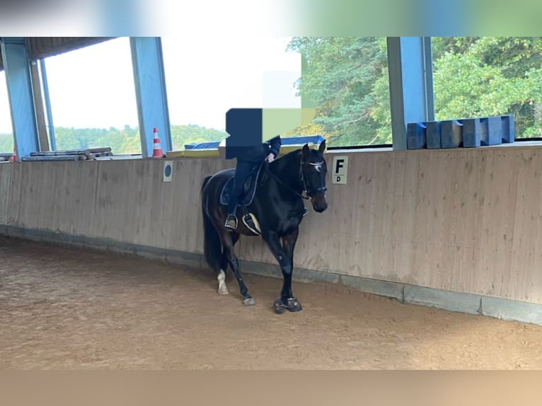 Lettisches Warmblut Wallach 8 Jahre 165 cm Brauner in K&#xFC;nzell