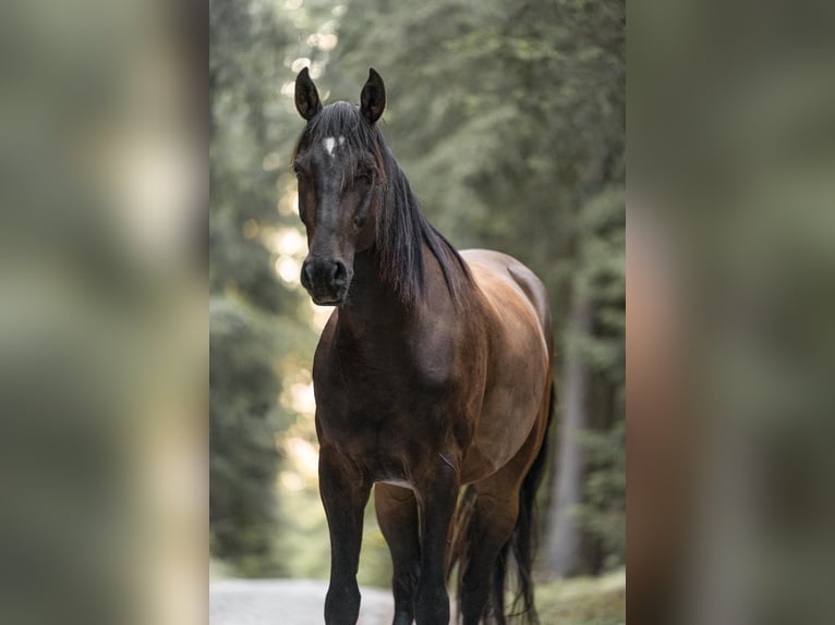 Lettisches Warmblut Wallach 8 Jahre 165 cm Brauner in K&#xFC;nzell