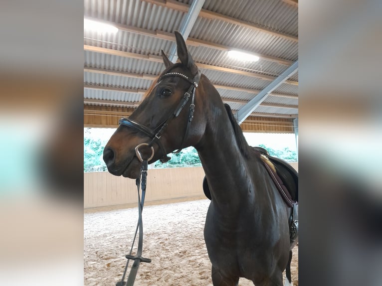 Lettisches Warmblut Wallach 8 Jahre 165 cm Brauner in K&#xFC;nzell